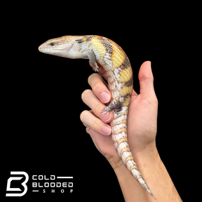 Hypo Sunset Northern Blue Tongue Skinks- Tiliqua scincoides intermedia