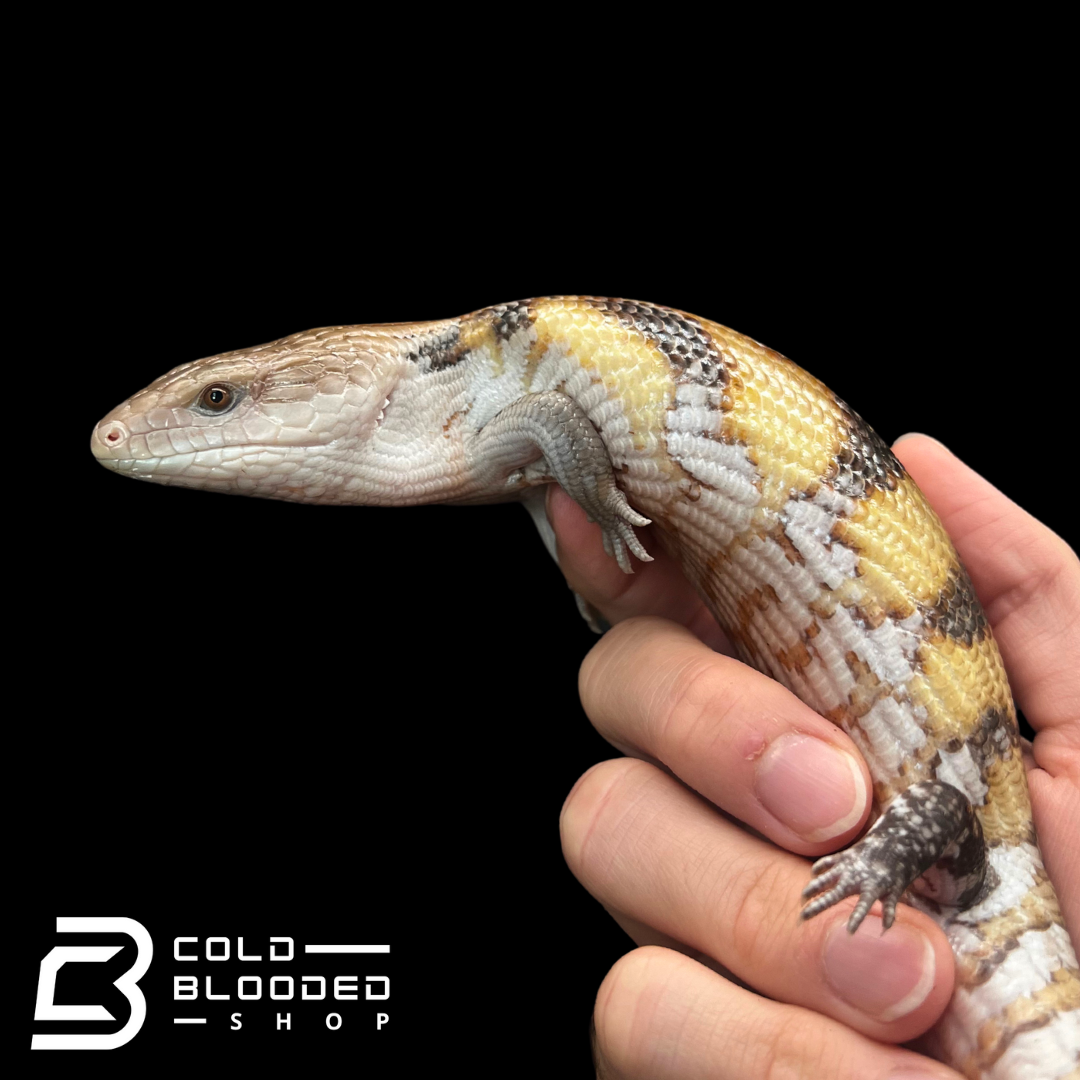 Hypo Sunset Northern Blue Tongue Skinks- Tiliqua scincoides intermedia