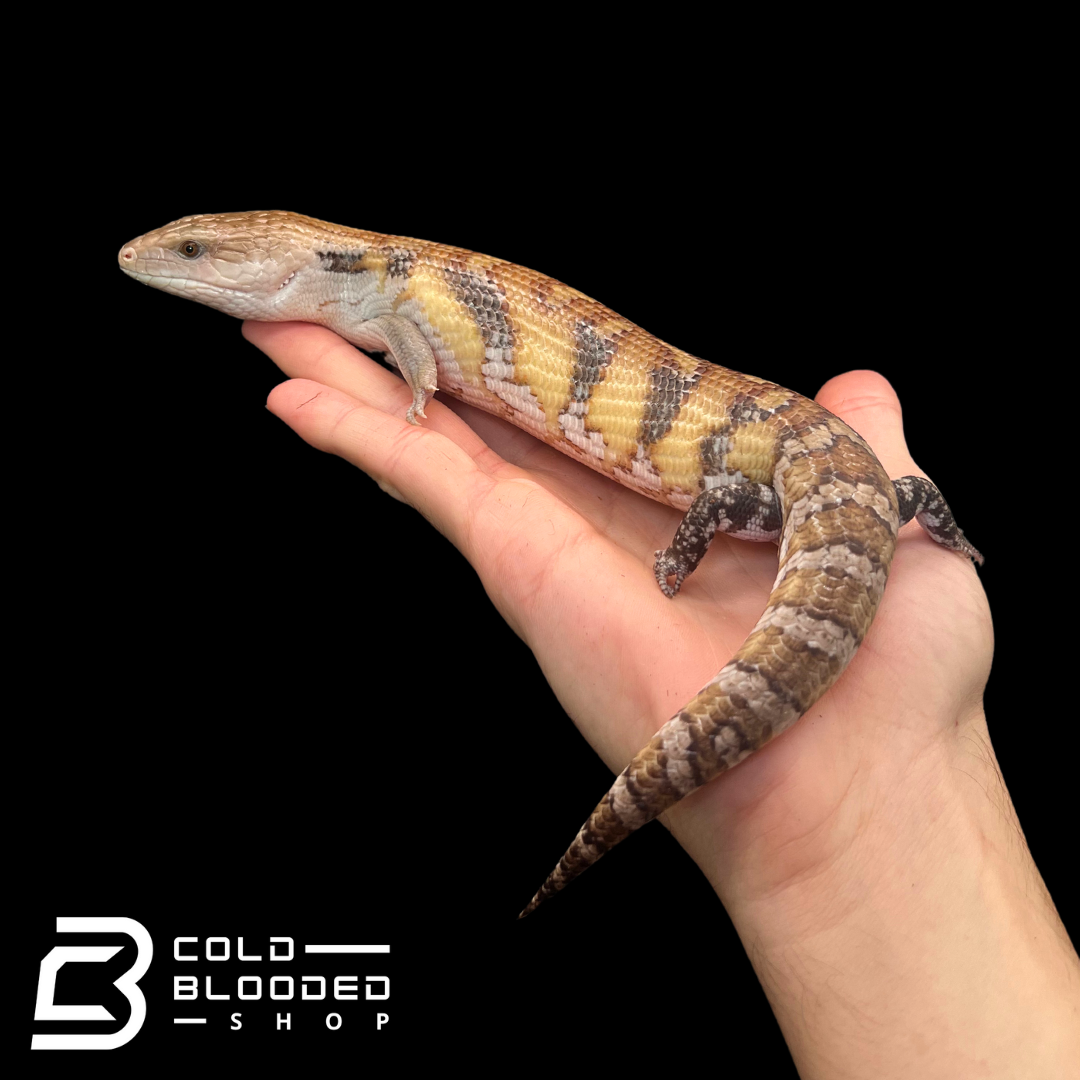 Hypo Sunset Northern Blue Tongue Skinks- Tiliqua scincoides intermedia