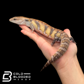 Hypo Sunset Northern Blue Tongue Skinks- Tiliqua scincoides intermedia