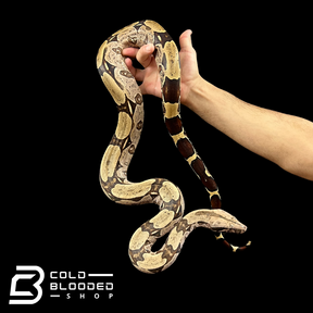 Adult Female Suriname Boa Constrictor - Boa constrictor constrictor