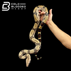 Adult Female Suriname Boa Constrictor - Boa constrictor constrictor