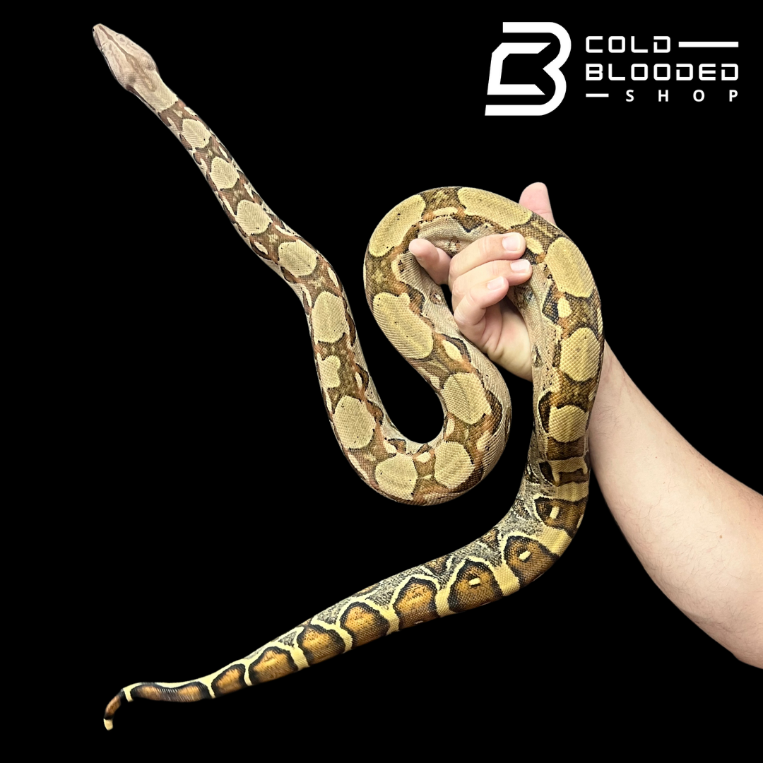 Adult Female Pastel Boa Constrictor - Boa Constrictor - Cold Blooded Shop