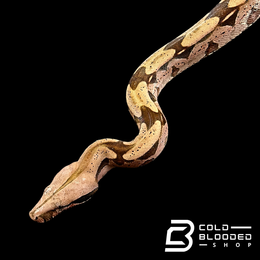 Juvenile Red Female Suriname Boa Constrictor - Boa constrictor constrictor