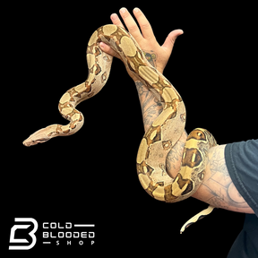 Adult Female Pastel Boa Constrictor - Boa Constrictor - Cold Blooded Shop