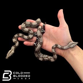 Baby Suriname Boa Constrictors - Boa constrictor constrictor