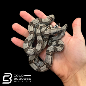 Baby Suriname Boa Constrictors - Boa constrictor constrictor