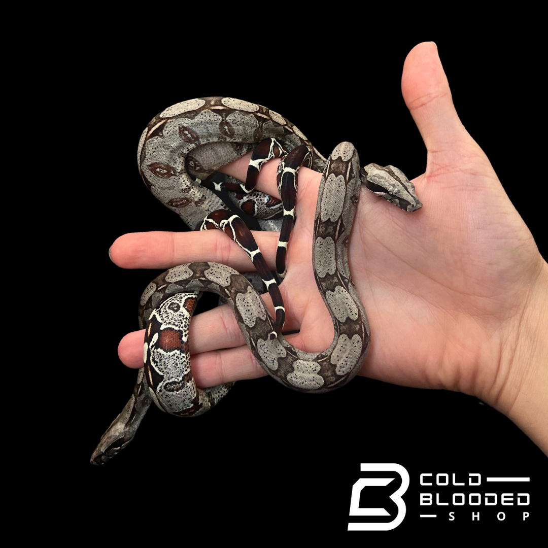 Baby Suriname Boa Constrictors - Boa constrictor constrictor