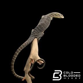 Adult Male Golden-spotted Tree Monitor - Varanus boehmei