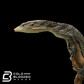 Adult Male Golden-spotted Tree Monitor - Varanus boehmei