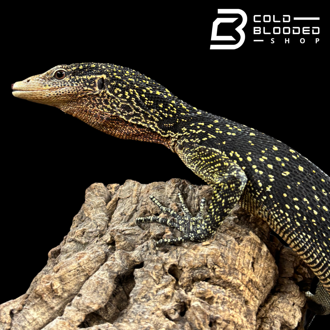 Tree Monitor Adult Male Golden-spotted Tree Monitor - Varanus boehmei
