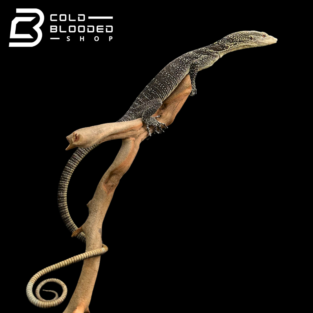 Adult Male Golden-spotted Tree Monitor - Varanus boehmei