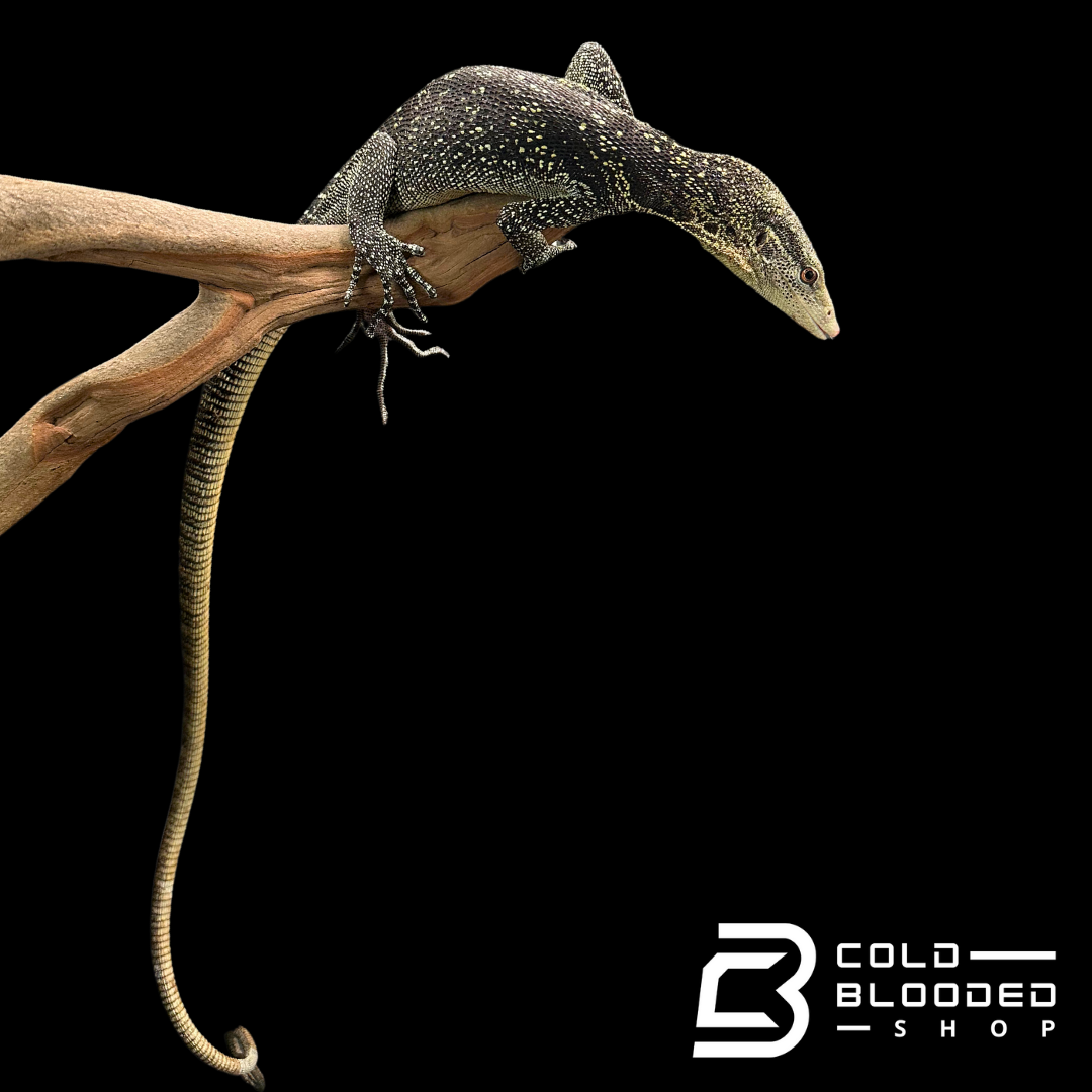 Adult Male Golden-spotted Tree Monitor - Varanus boehmei