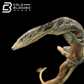 Adult Male Golden-spotted Tree Monitor - Varanus boehmei