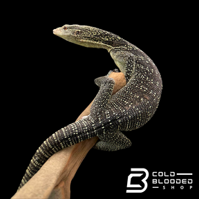 Adult Male Golden-spotted Tree Monitor - Varanus boehmei