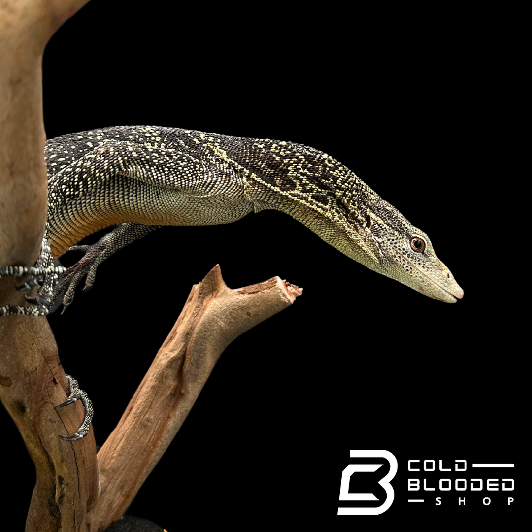 Adult Male Golden-spotted Tree Monitor - Varanus boehmei