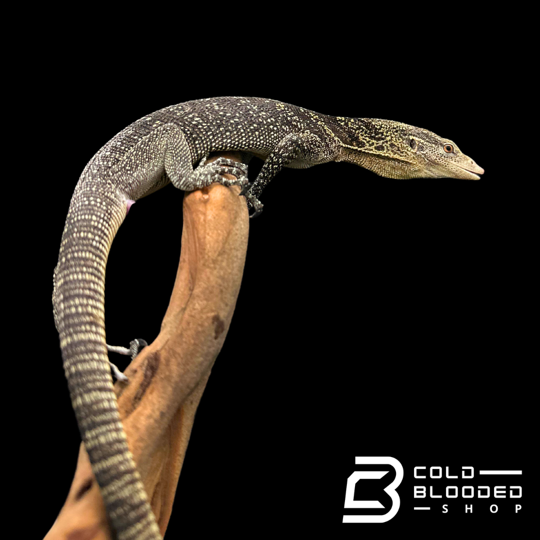 Adult Male Golden-spotted Tree Monitor - Varanus boehmei