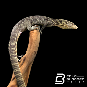 Adult Male Golden-spotted Tree Monitor - Varanus boehmei