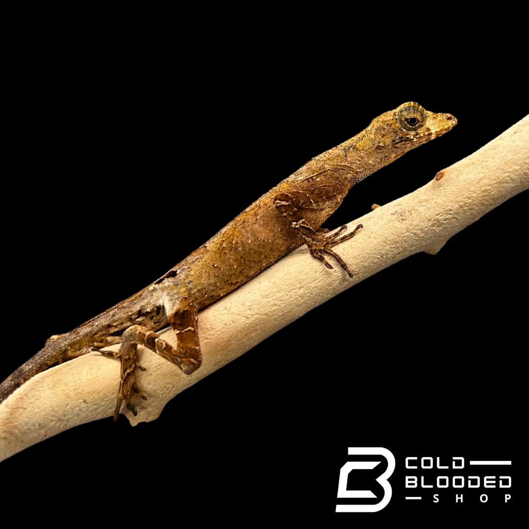 Blue-throated Anoles - Anolis bombiceps