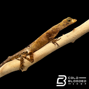 Blue-throated Anoles - Anolis bombiceps