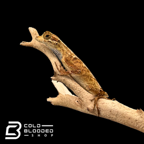 Blue-throated Anoles - Anolis bombiceps