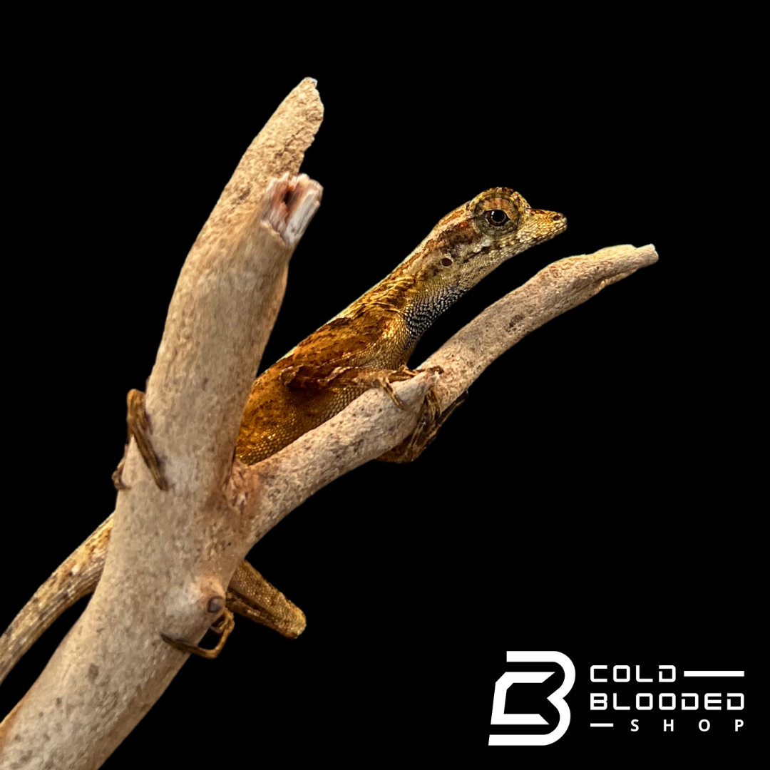 Blue-throated Anoles - Anolis bombiceps