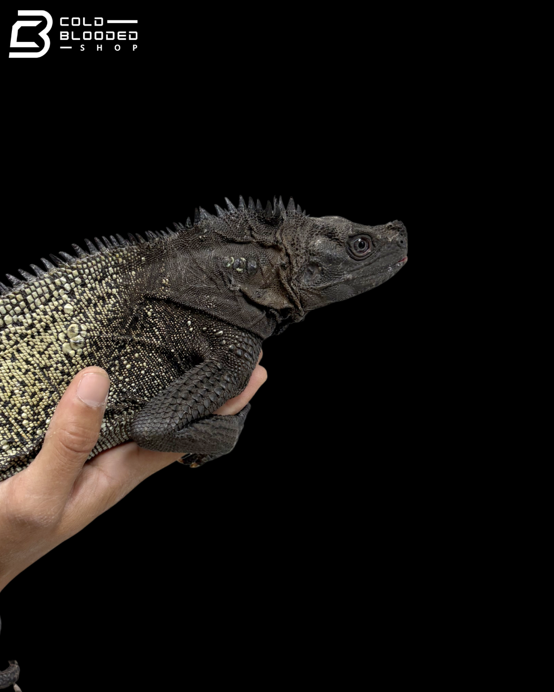 Adult Male Black Sailfin Dragon - Hydrosaurus Celebensis