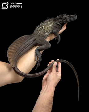 Adult Male Black Sailfin Dragon - Hydrosaurus Celebensis