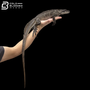 Adult Female Black Sailfin Dragon Lizard - Hydrosaurus Celebensis