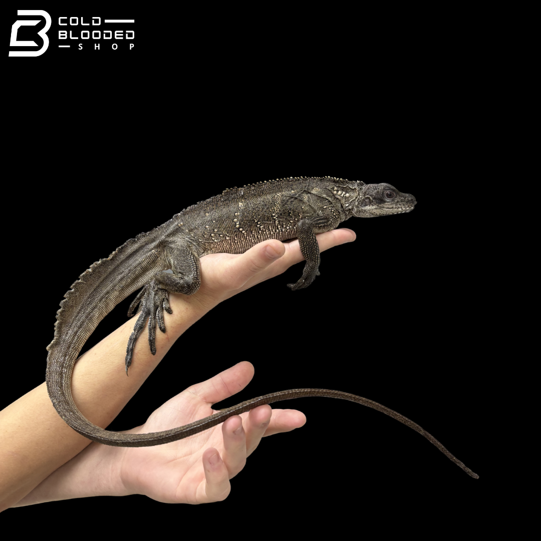 Adult Female Black Sailfin Dragon Lizard - Hydrosaurus Celebensis