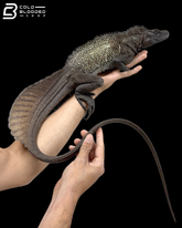 Adult Male Black Sailfin Dragon - Hydrosaurus Celebensis