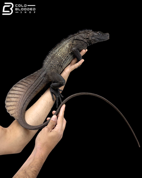 Adult Male Black Sailfin Dragon - Hydrosaurus Celebensis