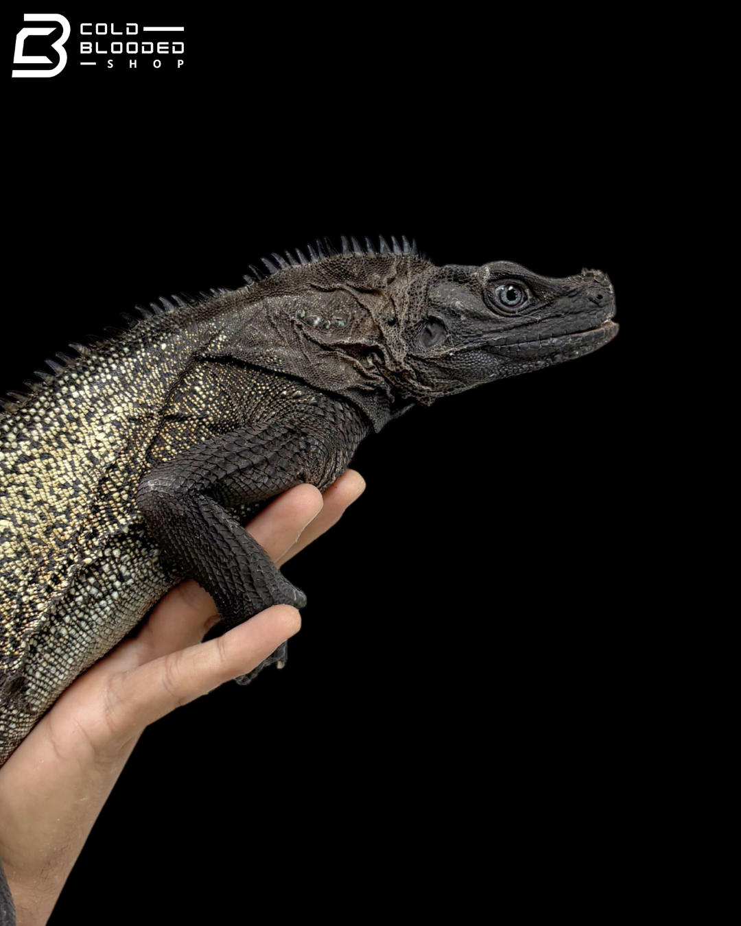 Adult Male Black Sailfin Dragon - Hydrosaurus Celebensis