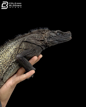 Adult Male Black Sailfin Dragon - Hydrosaurus Celebensis