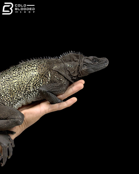 Adult Male Black Sailfin Dragon - Hydrosaurus Celebensis