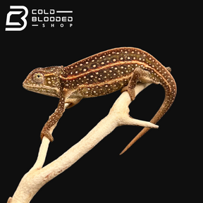Jeweled Chameleons - Furcifer campani - Cold Blooded Shop