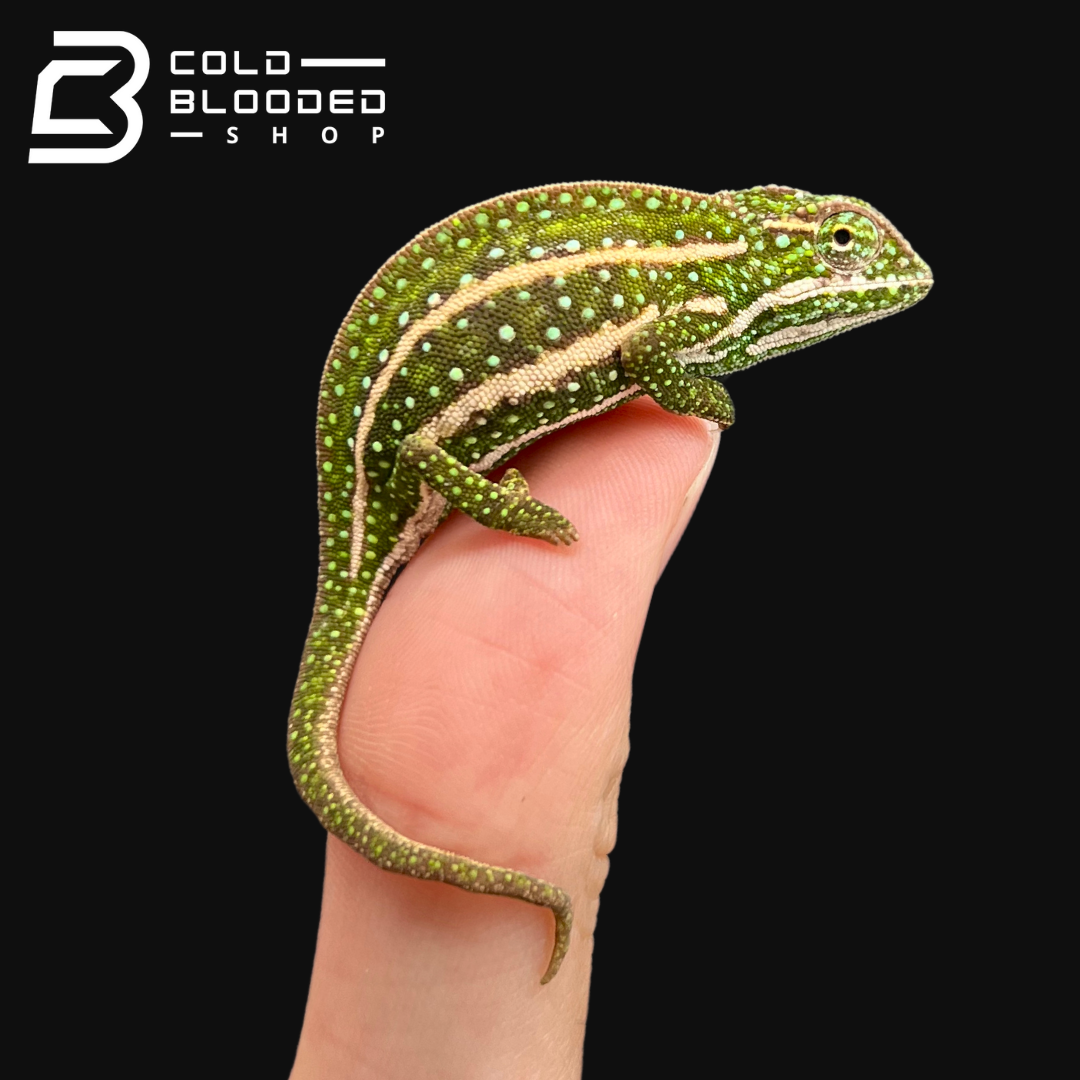 Jeweled Chameleons - Furcifer campani - Cold Blooded Shop