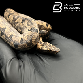 Female Halmahera Ground Boa - Candoia paulsoni tasmai