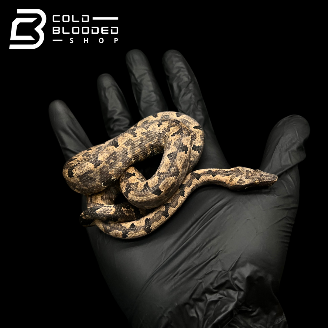 Female Halmahera Ground Boa - Candoia paulsoni tasmai