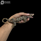 Adult Candy Paradox Tokay Gecko - Gekko gecko