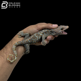 Adult Candy Paradox Tokay Gecko - Gekko gecko