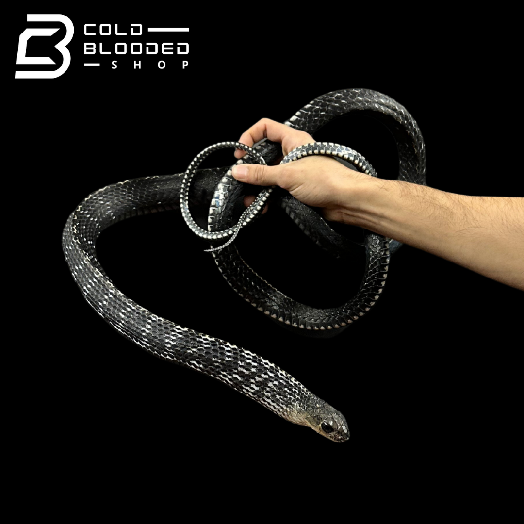 Adult Female Keeled Rat Snake - Ptyas Carinata #2