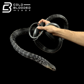 Adult Female Keeled Rat Snake - Ptyas Carinata #2