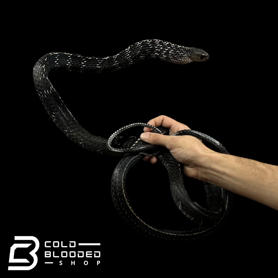 Adult Female Keeled Rat Snake - Ptyas Carinata #2