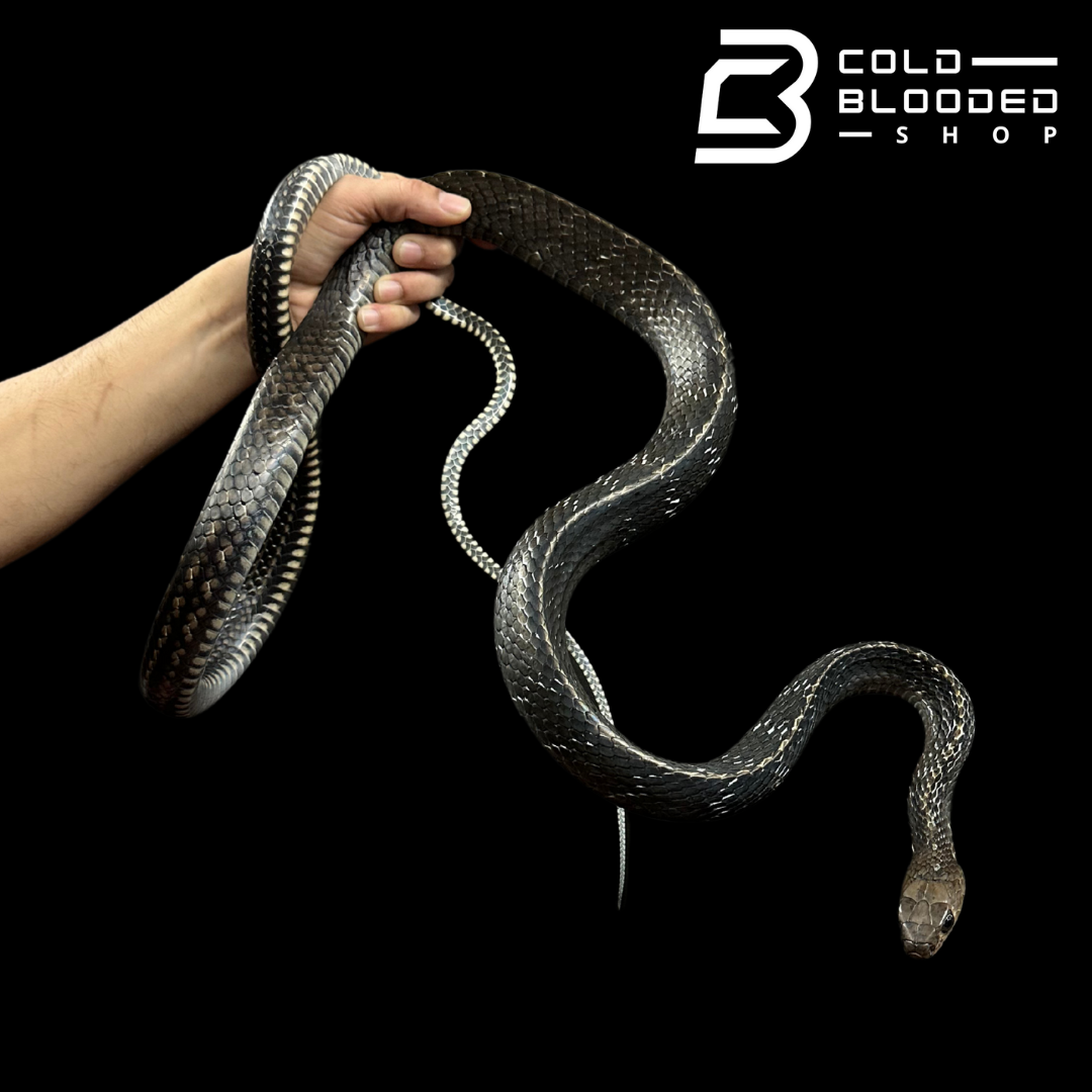 Adult Male Keeled Rat Snake - Ptyas Carinata