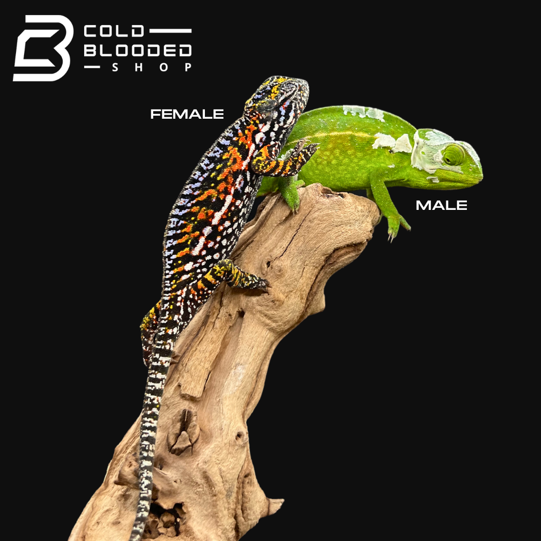 Carpet Chameleons - Furcifer lateralis - Cold Blooded Shop