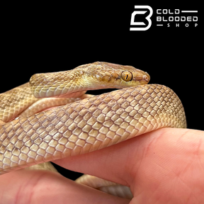 Arabian Cat Snakes - Telescopus dhara