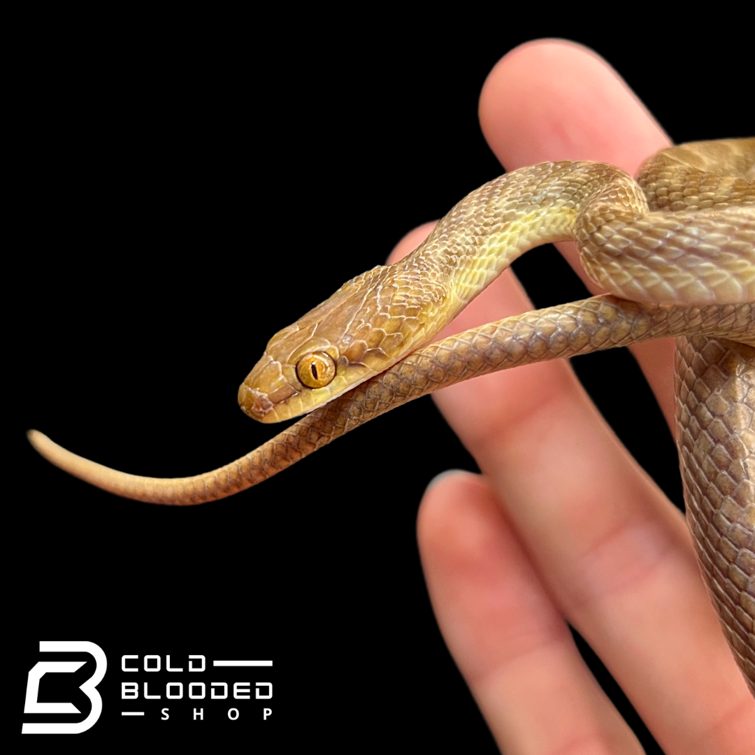 Arabian Cat Snakes - Telescopus dhara