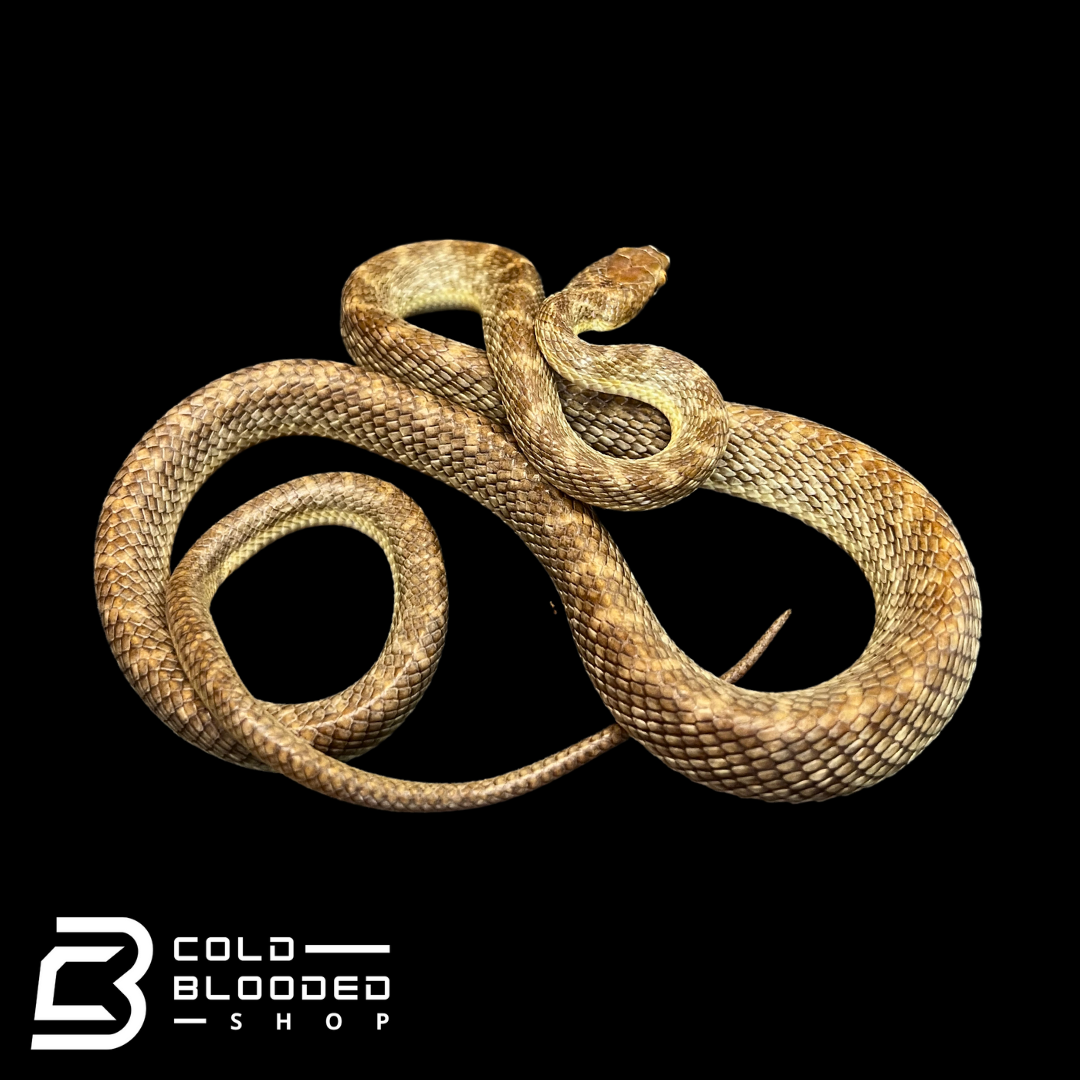 Arabian Cat Snakes - Telescopus dhara