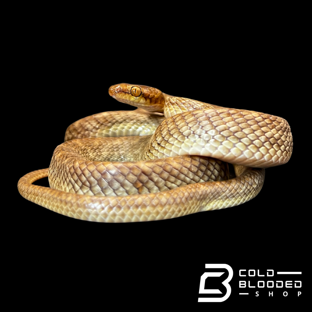 Arabian Cat Snakes - Telescopus dhara